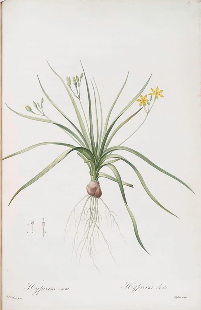 An illustration from Les liliacées, 1805, leaf 362