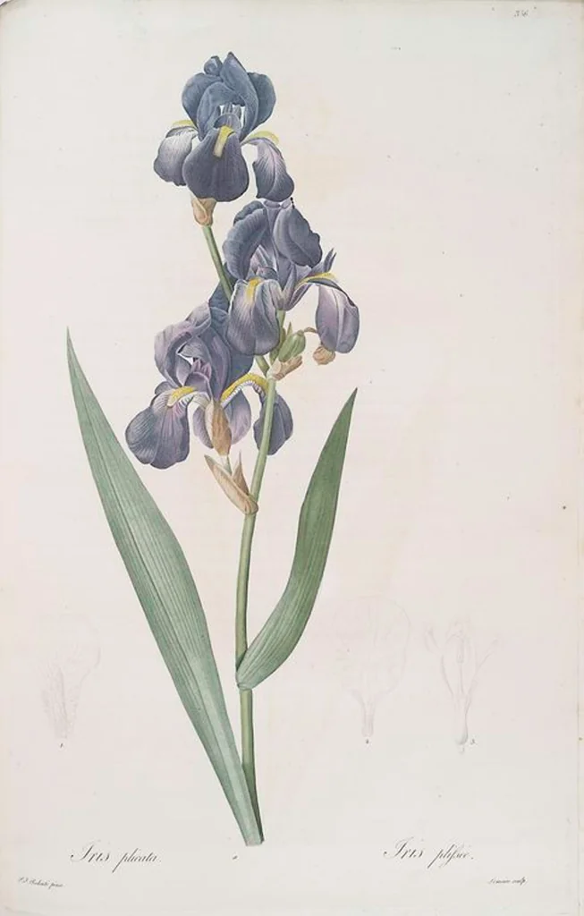 An illustration from Les liliacées, 1805, leaf 363