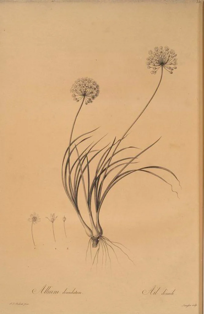 An illustration from Les liliacées, 1805, leaf 364