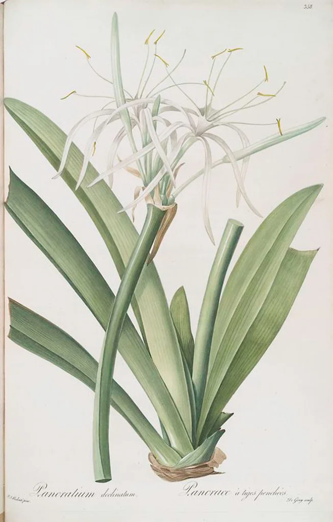 An illustration from Les liliacées, 1805, leaf 365