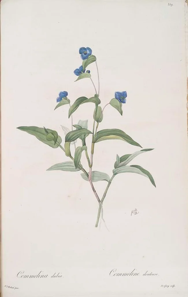 An illustration from Les liliacées, 1805, leaf 366