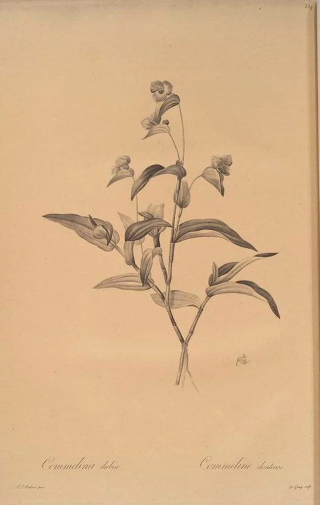 An illustration from Les liliacées, 1805, leaf 366