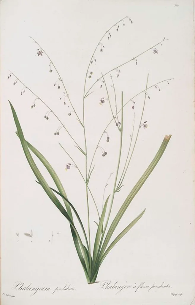 An illustration from Les liliacées, 1805, leaf 367