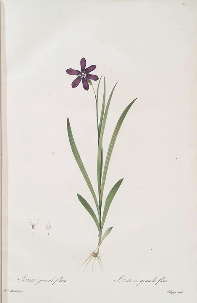 An illustration from Les liliacées, 1805, leaf 369
