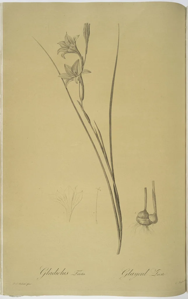 An illustration from Les liliacées, 1805, leaf 37