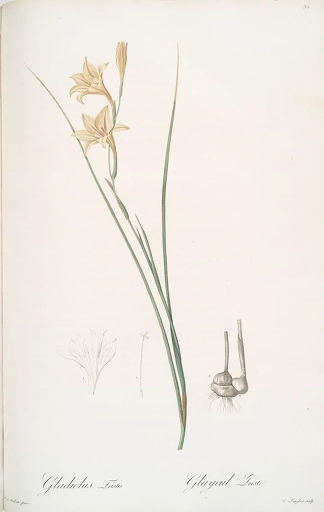An illustration from Les liliacées, 1805, leaf 37