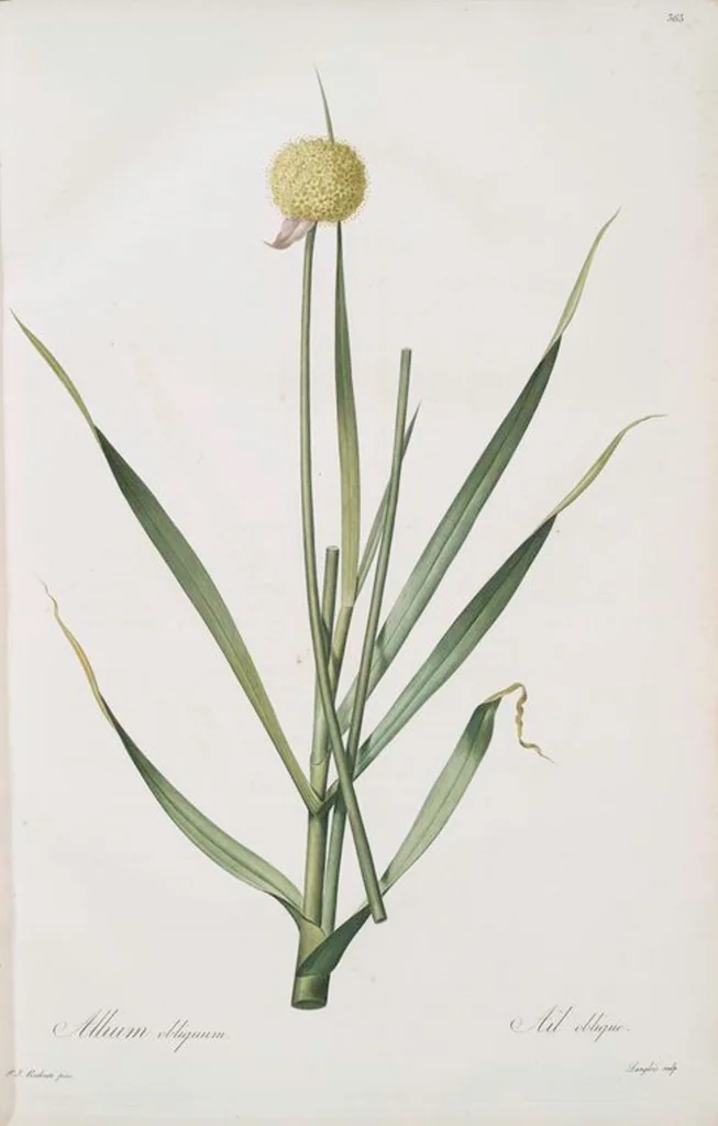 An illustration from Les liliacées, 1805, leaf 370
