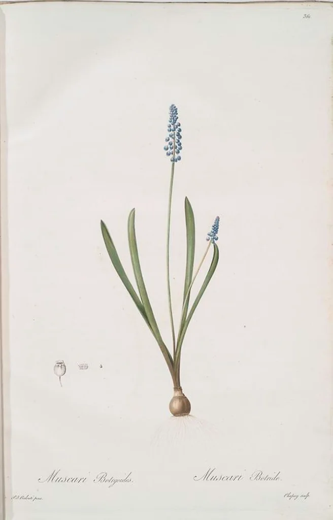 An illustration from Les liliacées, 1805, leaf 371