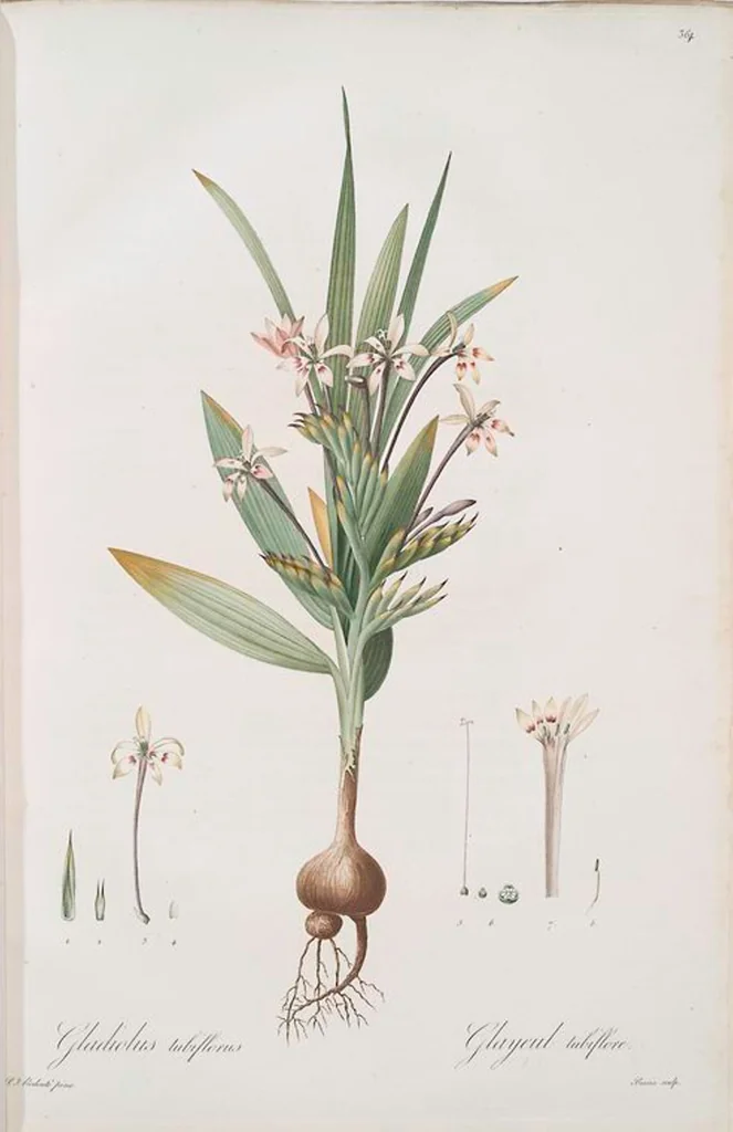 An illustration from Les liliacées, 1805, leaf 372