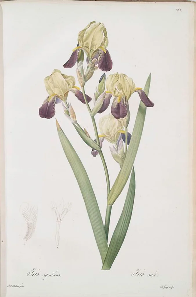 An illustration from Les liliacées, 1805, leaf 373