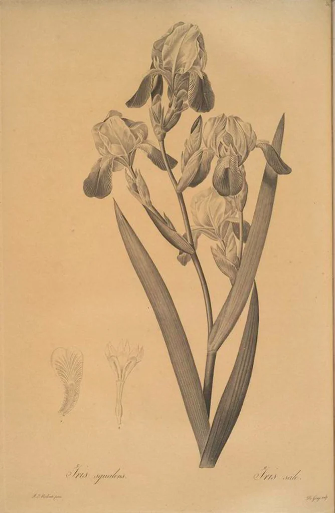 An illustration from Les liliacées, 1805, leaf 373