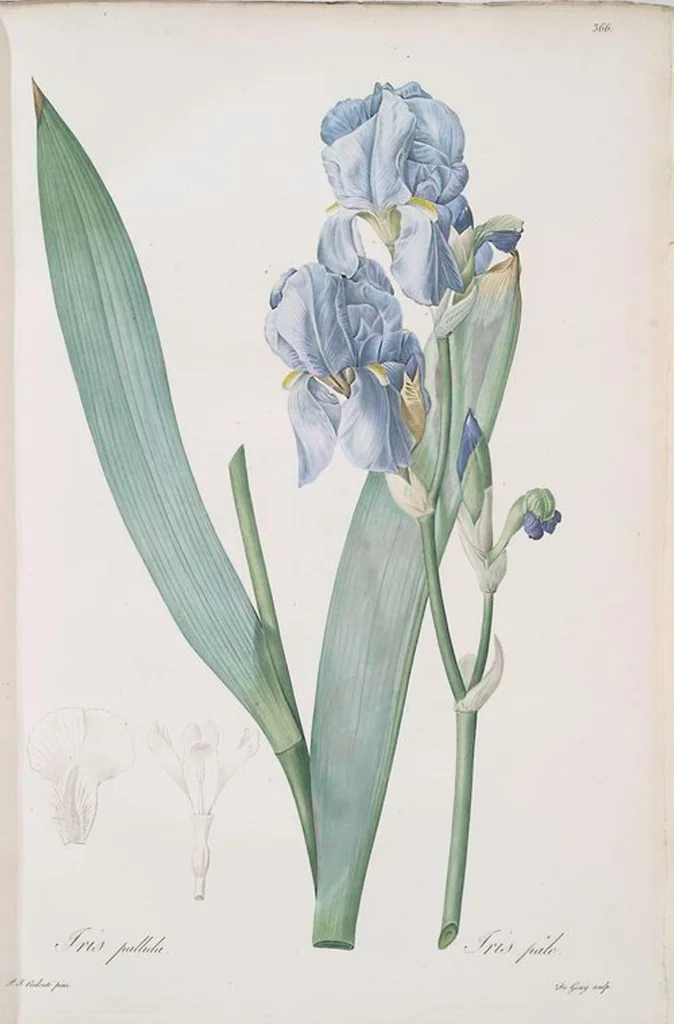 An illustration from Les liliacées, 1805, leaf 374