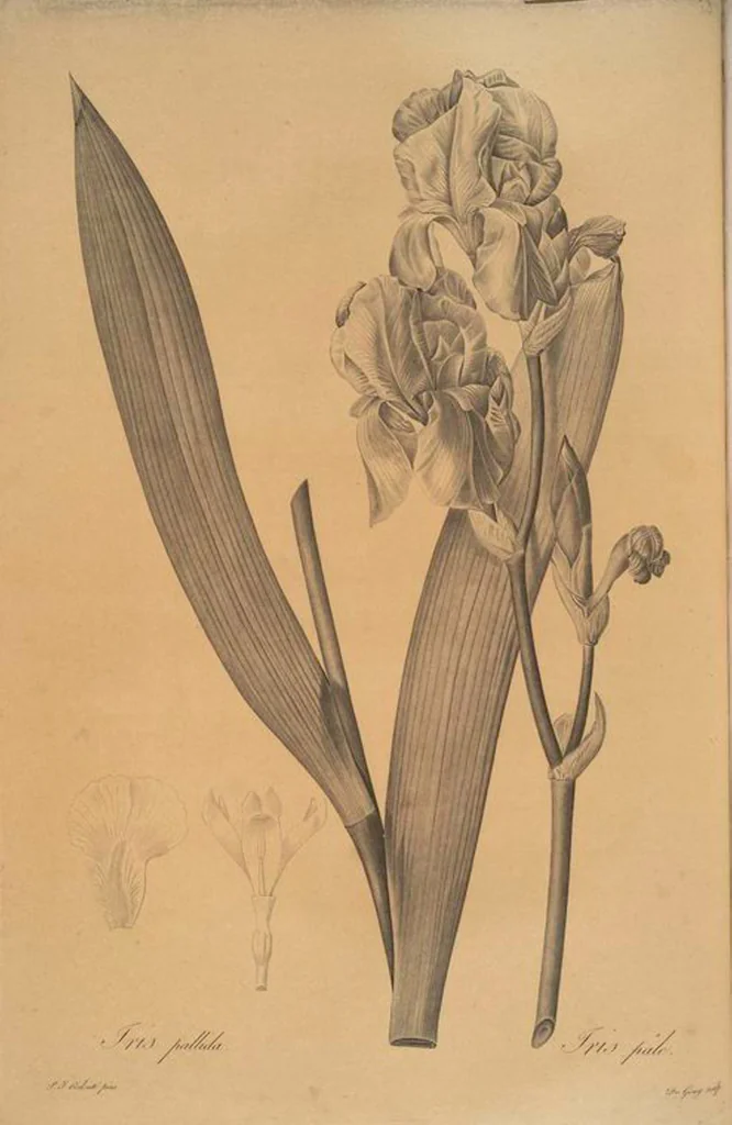 An illustration from Les liliacées, 1805, leaf 374