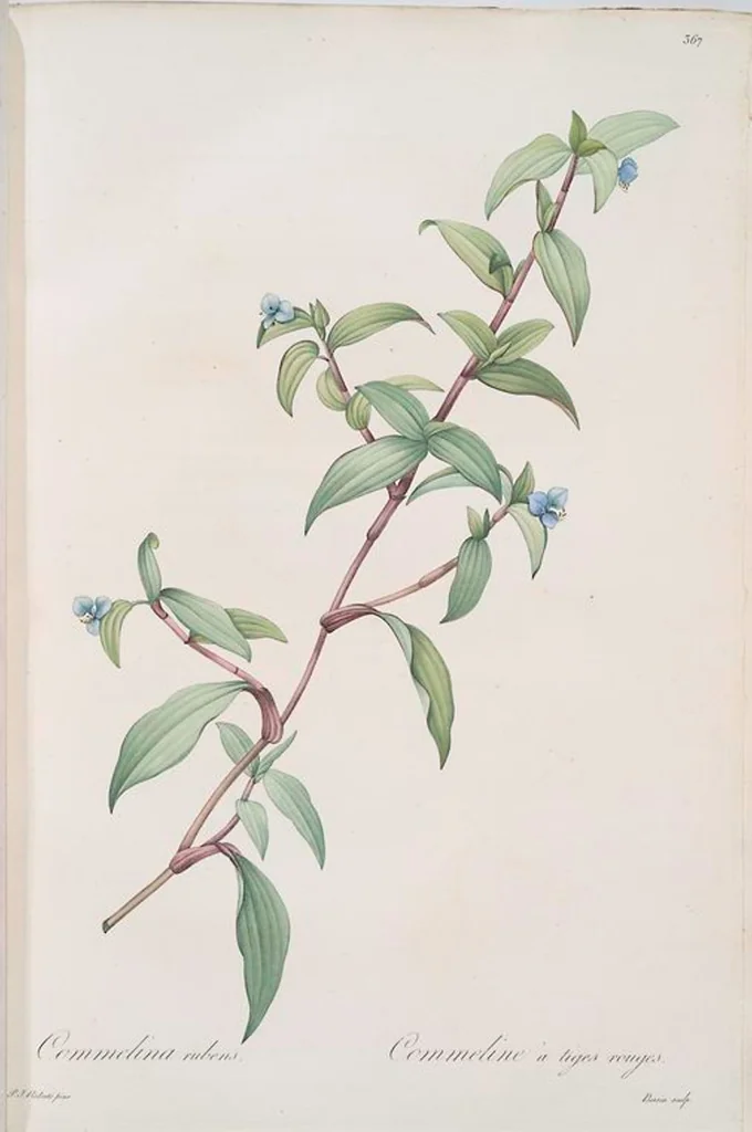 An illustration from Les liliacées, 1805, leaf 375