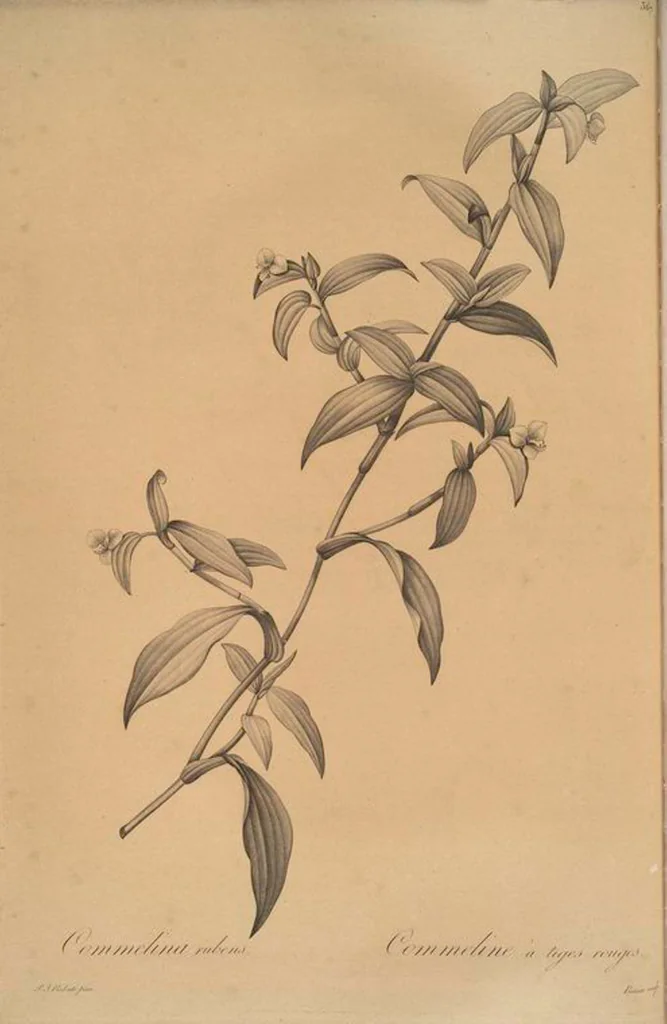An illustration from Les liliacées, 1805, leaf 375