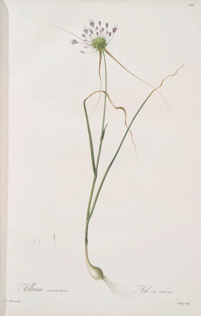 An illustration from Les liliacées, 1805, leaf 376