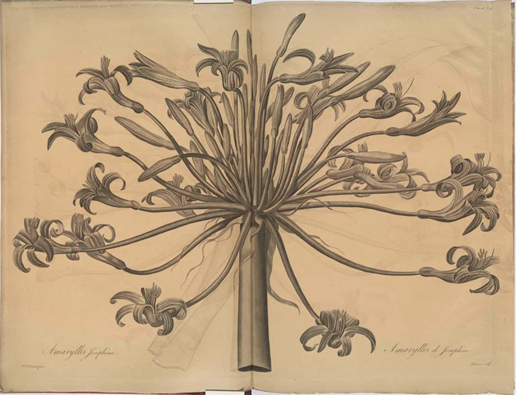 An illustration from Les liliacées, 1805, leaf 378