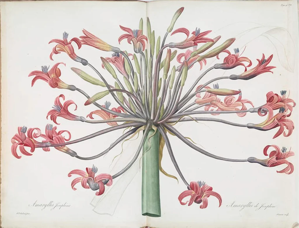 An illustration from Les liliacées, 1805, leaf 378