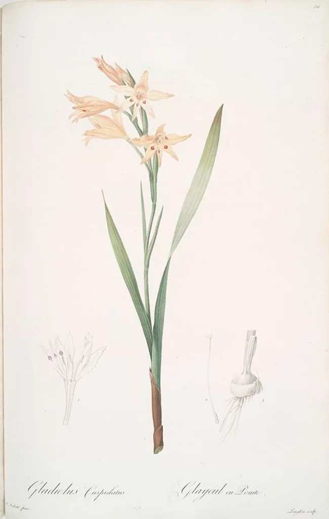 An illustration from Les liliacées, 1805, leaf 38