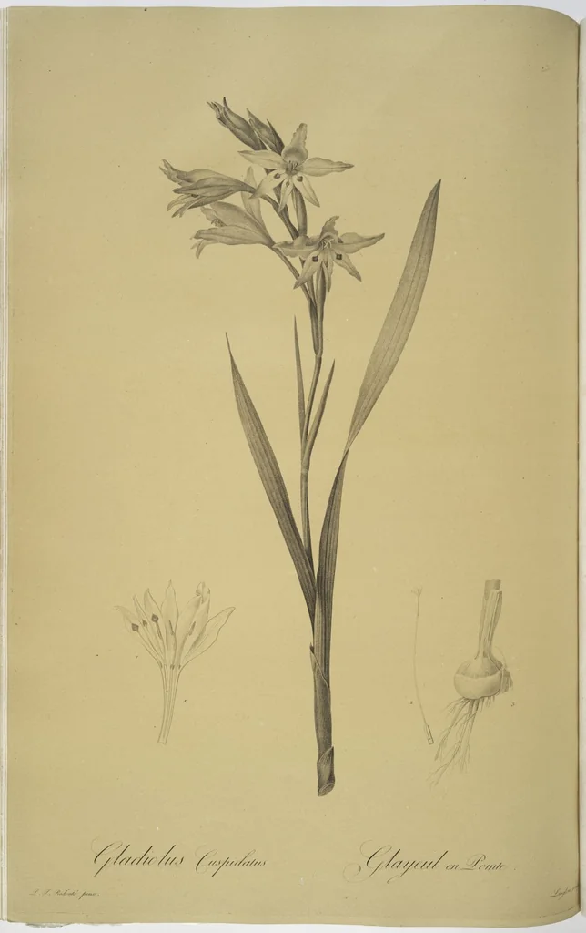An illustration from Les liliacées, 1805, leaf 38