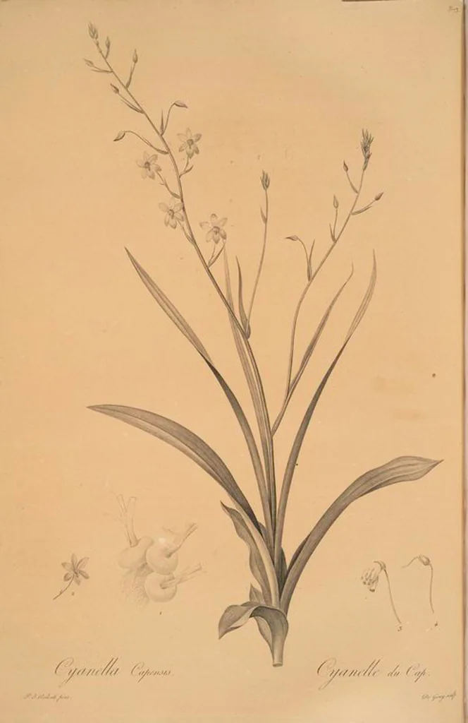 An illustration from Les liliacées, 1805, leaf 380