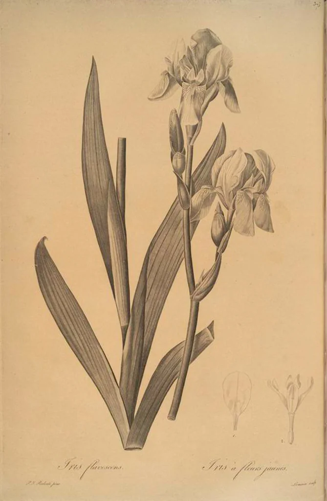 An illustration from Les liliacées, 1805, leaf 382