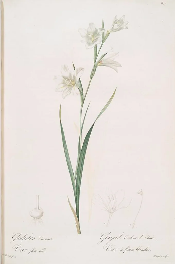 An illustration from Les liliacées, 1805, leaf 384