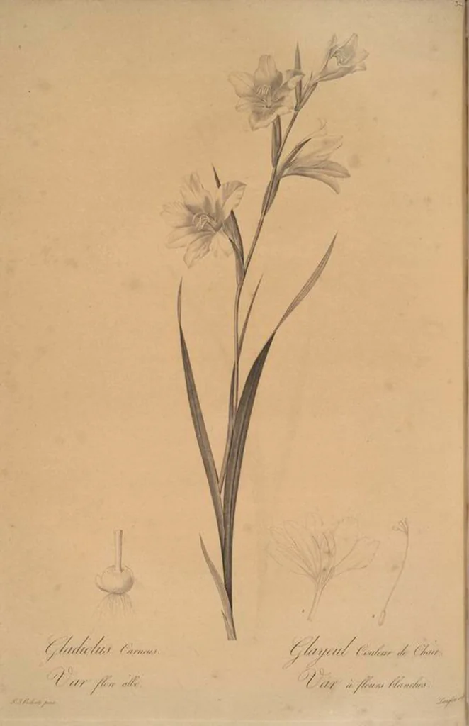 An illustration from Les liliacées, 1805, leaf 384
