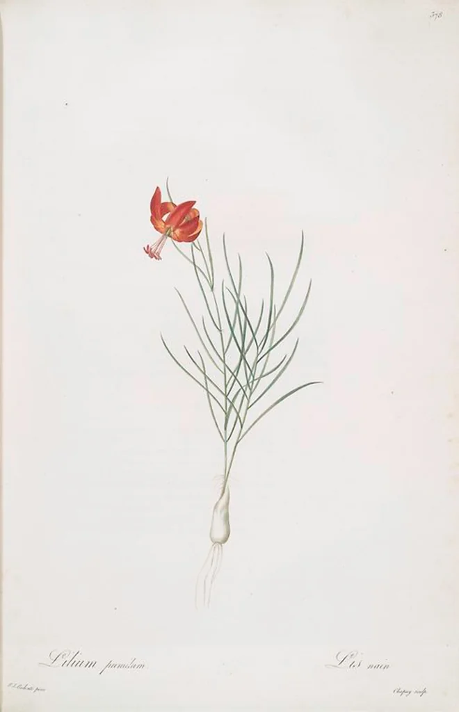 An illustration from Les liliacées, 1805, leaf 385