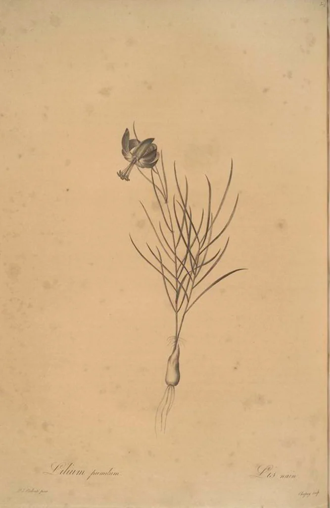 An illustration from Les liliacées, 1805, leaf 385