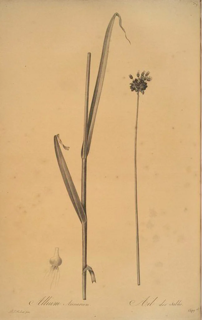 An illustration from Les liliacées, 1805, leaf 386