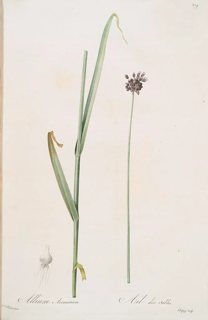 An illustration from Les liliacées, 1805, leaf 386