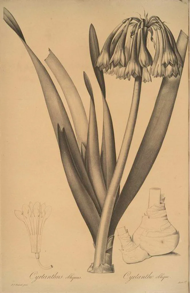 An illustration from Les liliacées, 1805, leaf 388