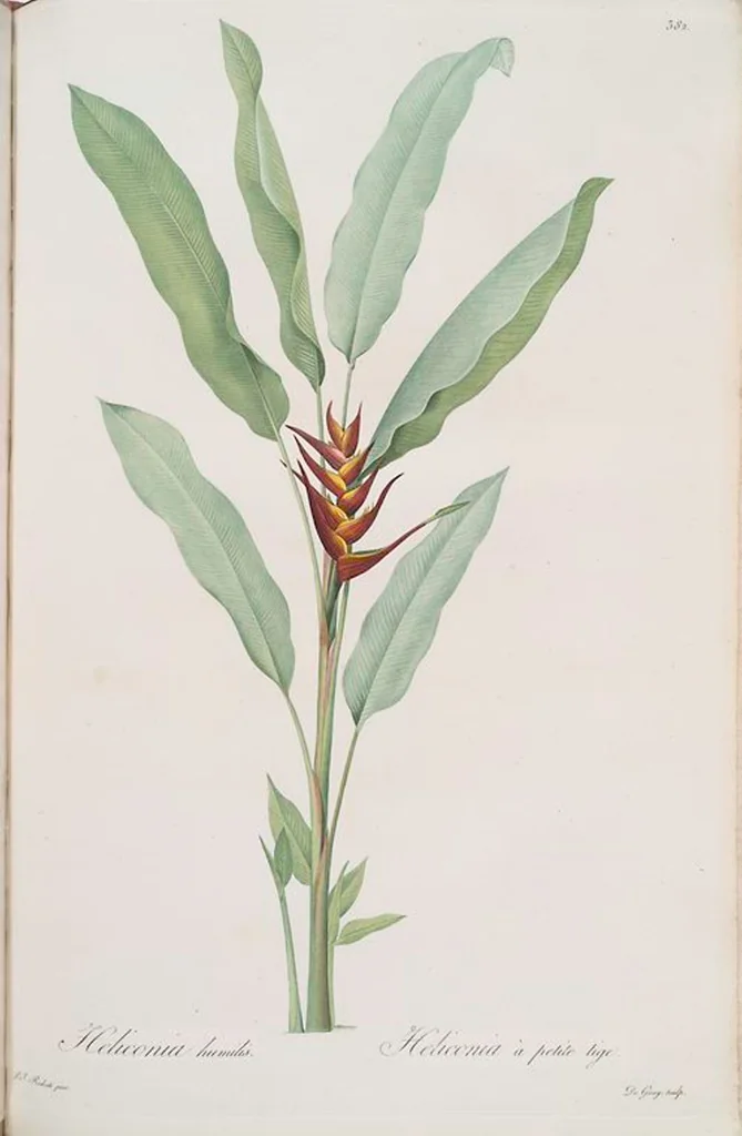 An illustration from Les liliacées, 1805, leaf 389
