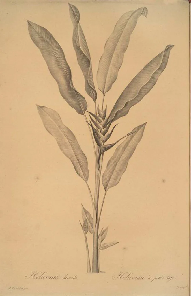 An illustration from Les liliacées, 1805, leaf 389