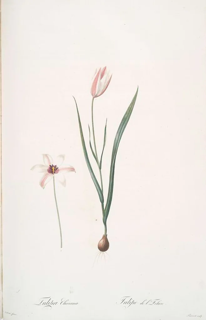 An illustration from Les liliacées, 1805, leaf 39