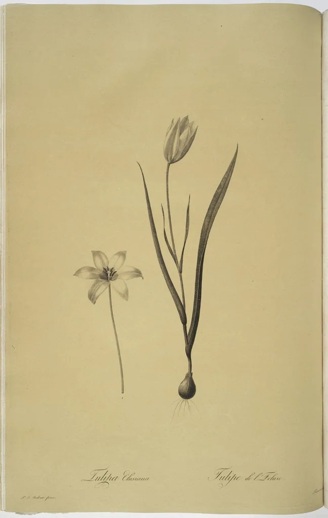 An illustration from Les liliacées, 1805, leaf 39