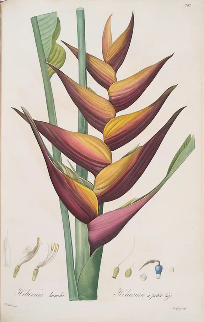 An illustration from Les liliacées, 1805, leaf 390