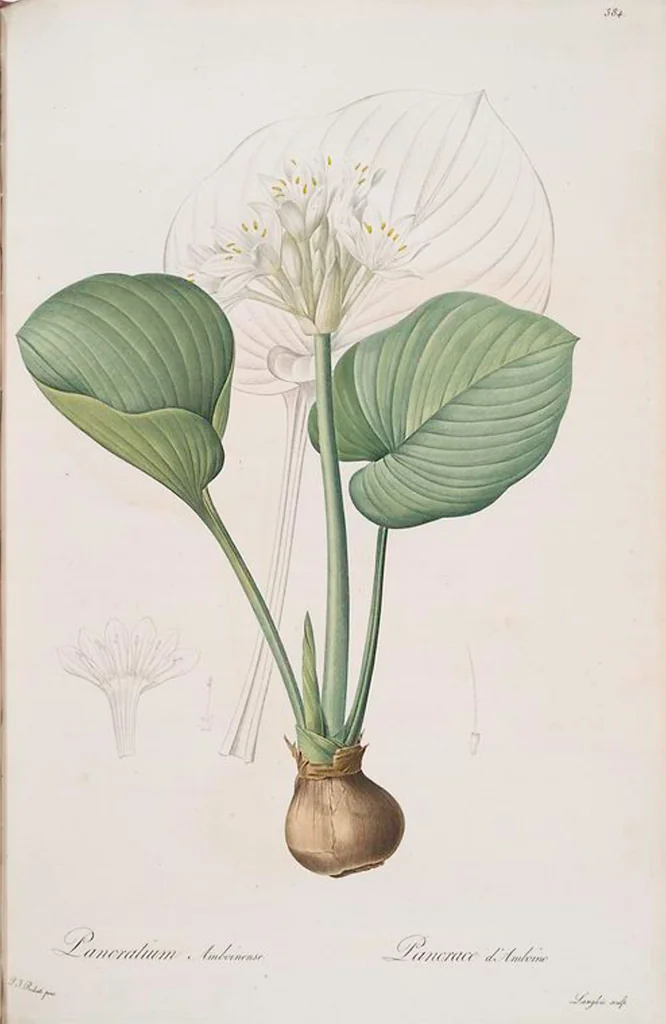 An illustration from Les liliacées, 1805, leaf 391