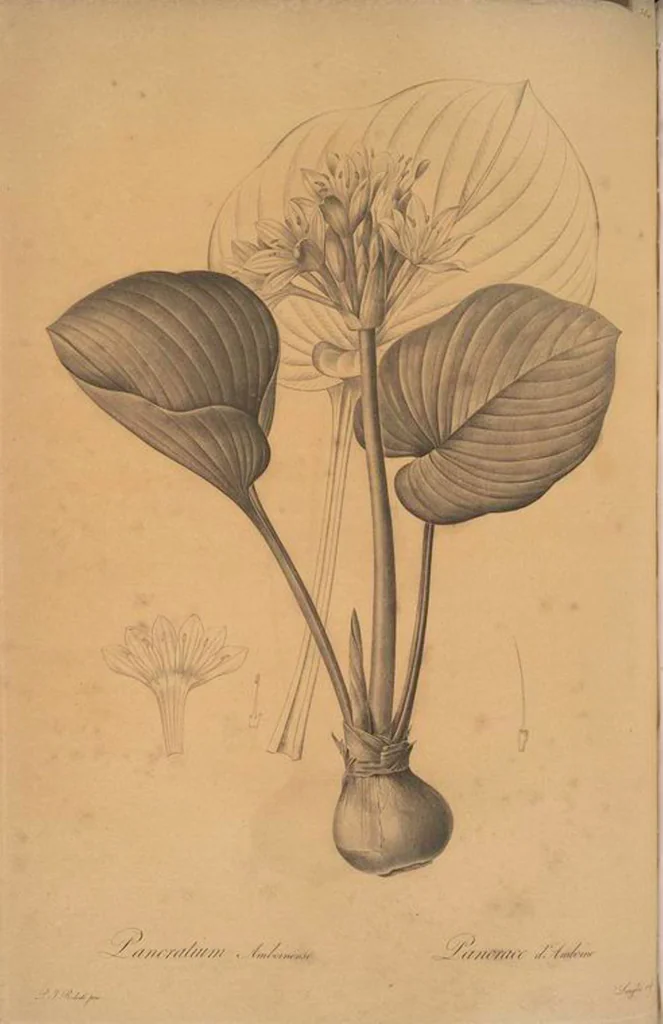 An illustration from Les liliacées, 1805, leaf 391
