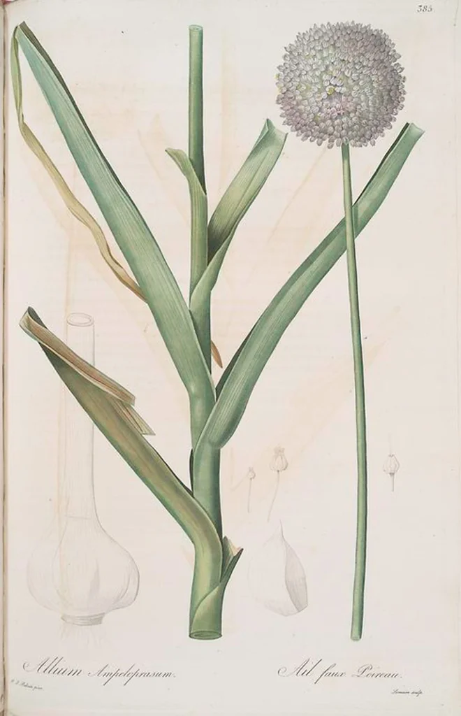 An illustration from Les liliacées, 1805, leaf 392