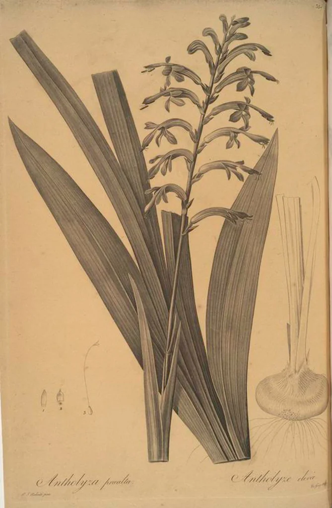 An illustration from Les liliacées, 1805, leaf 394