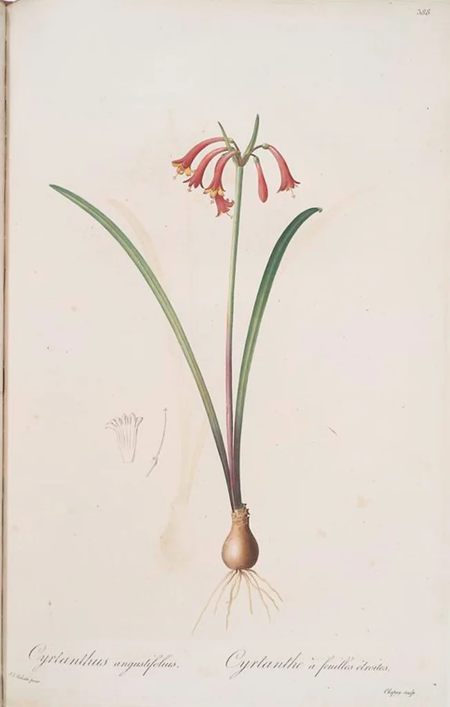 An illustration from Les liliacées, 1805, leaf 395