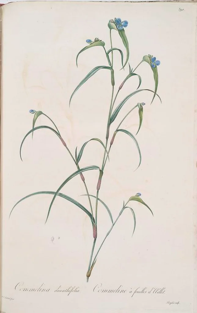 An illustration from Les liliacées, 1805, leaf 397