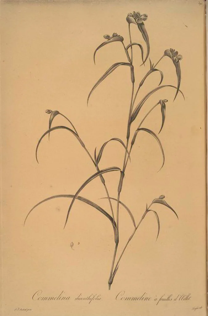 An illustration from Les liliacées, 1805, leaf 397