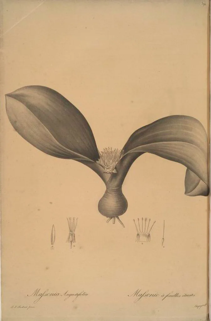 An illustration from Les liliacées, 1805, leaf 399