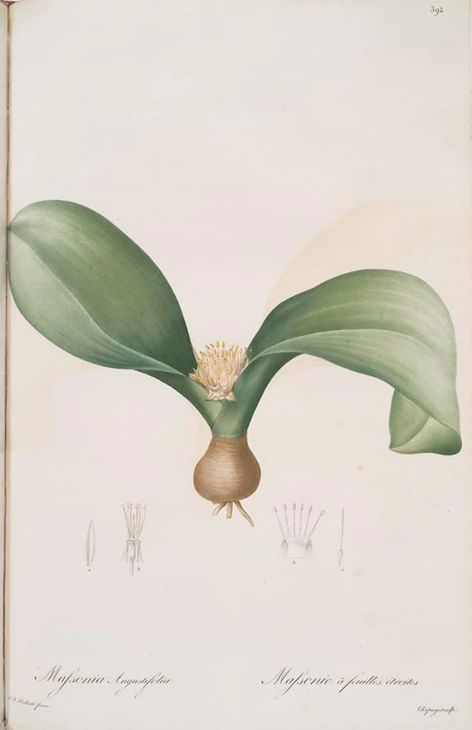 An illustration from Les liliacées, 1805, leaf 399