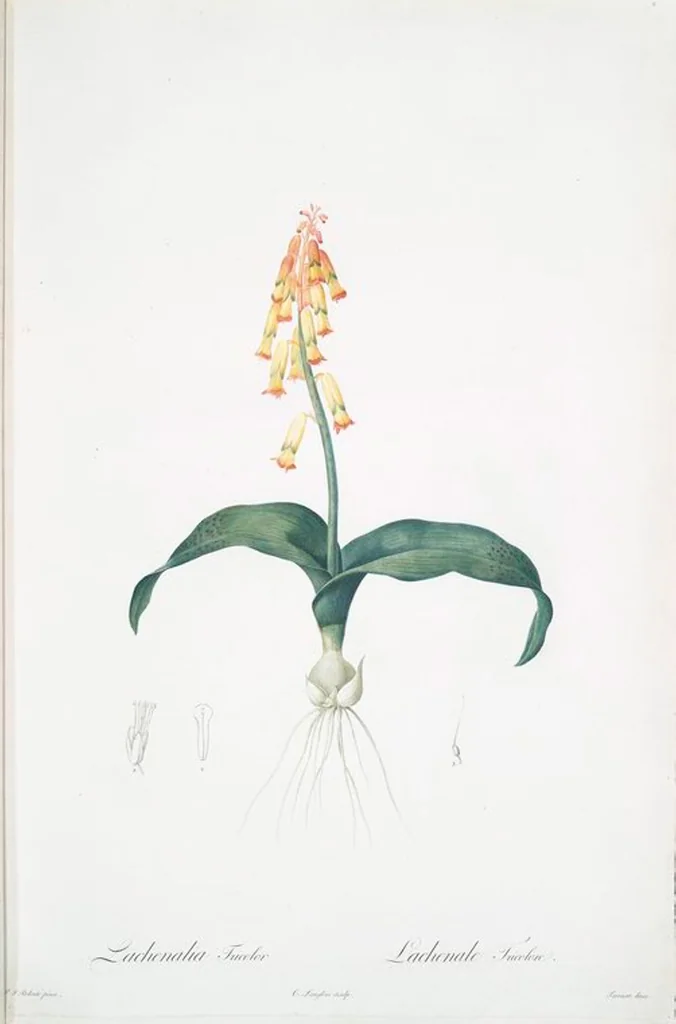 An illustration from Les liliacées, 1805, leaf 4