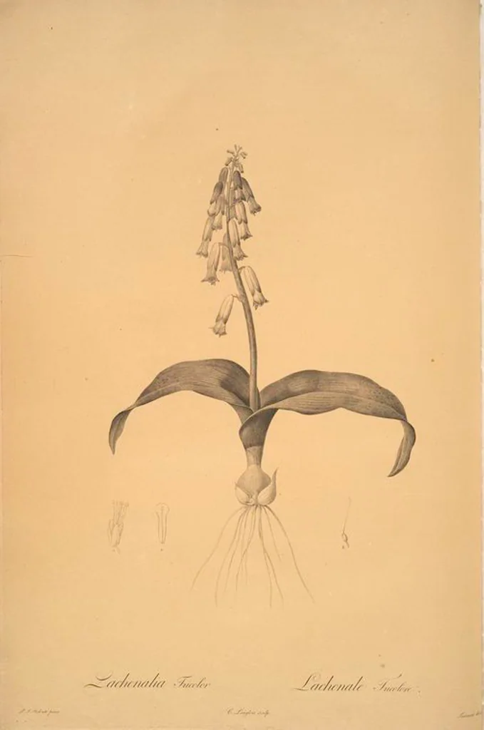 An illustration from Les liliacées, 1805, leaf 4