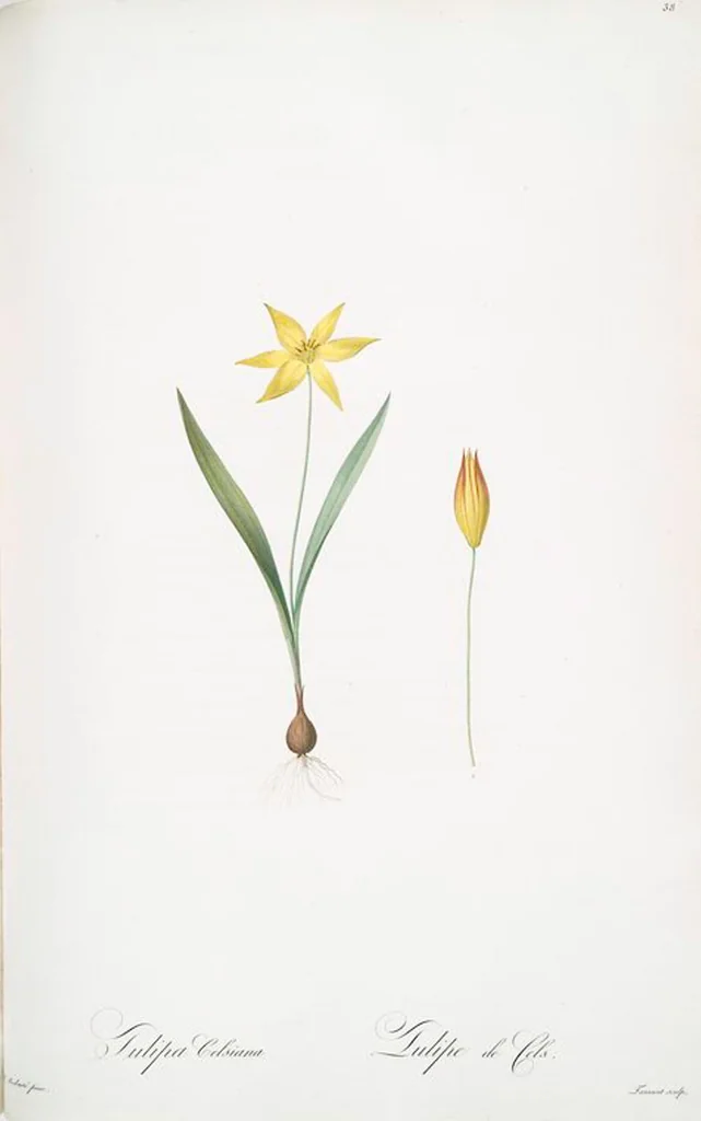 An illustration from Les liliacées, 1805, leaf 40